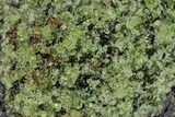 Peridot in Basalt - Arizona #220414-1